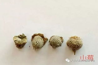 覆盆子的真伪鉴别 快看看你的品种是否正宗