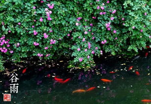 2019年济南二十四节气与谷类作物回顾