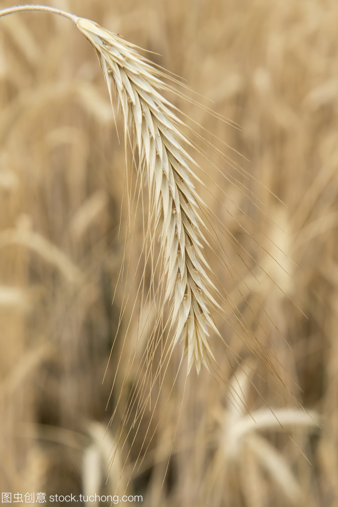 谷类作物信息系统集成服务 现代农业智能化的关键支撑